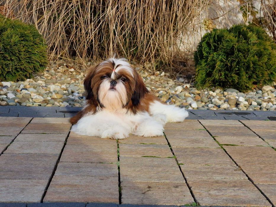 Shih-tzu dziewczynka na sprzedaż FCI