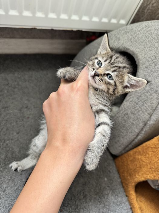 ‼️КОШЕНЯТА‼️(Київ,Київська область)