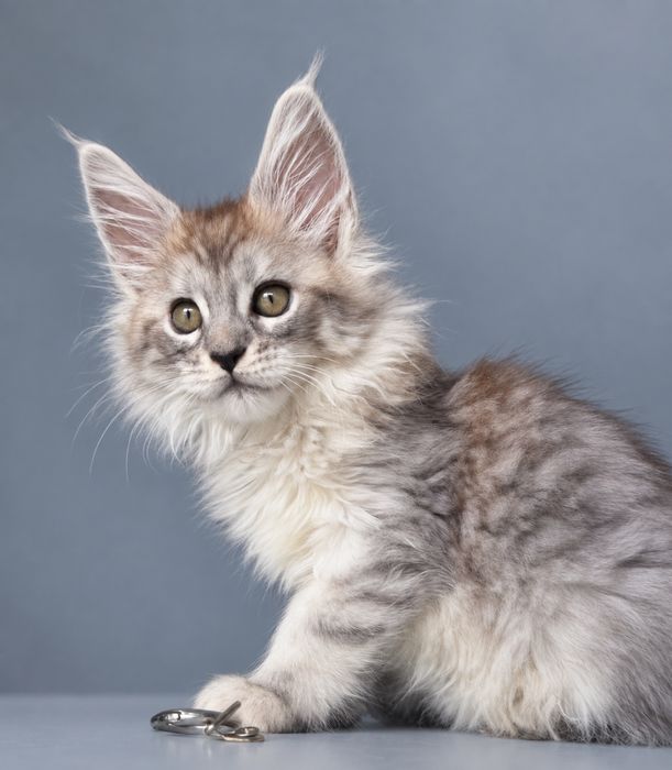 Кошеня мейн кун 1,5 місяці