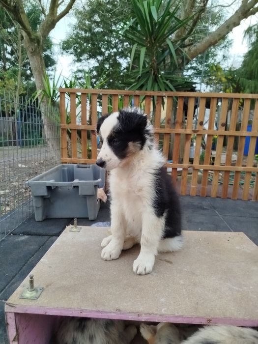 Border Collie excelente