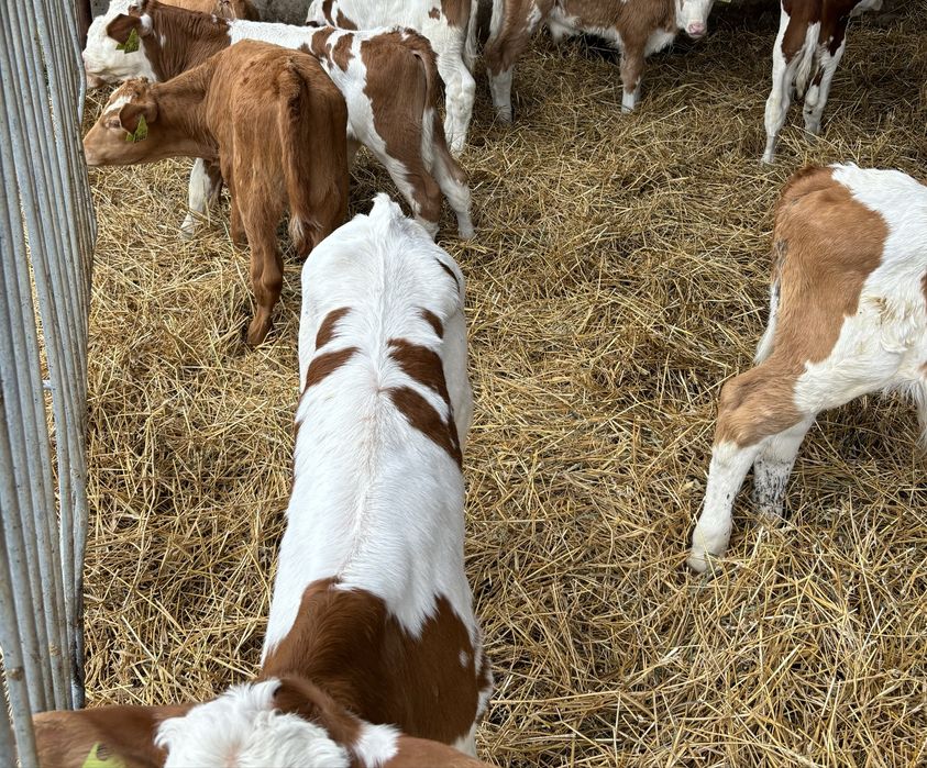 Sprzedam byki miesne