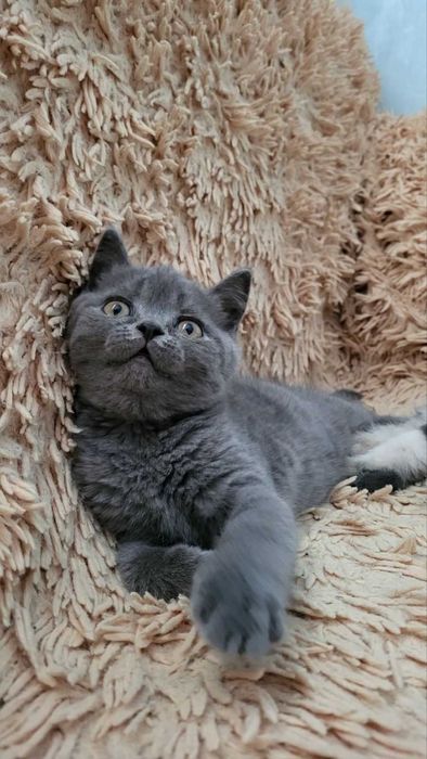 Кошеня Шотландське