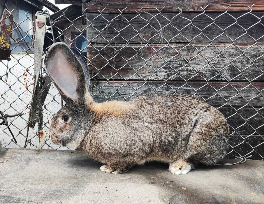 Кролі Фландер самці кролики