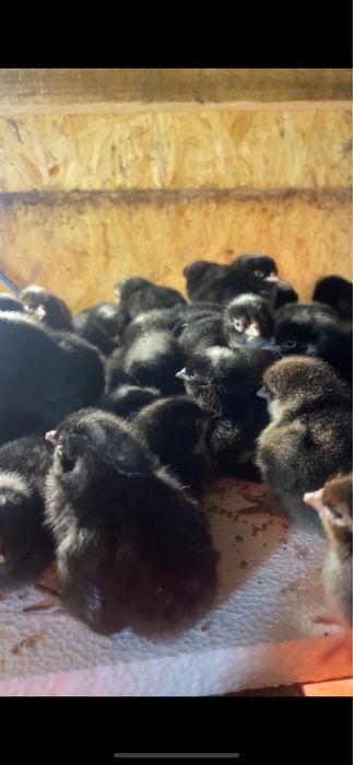 Суточні курчата мясояєчних порід