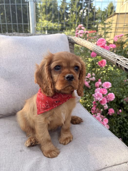 Cavalier King Charles Spaniel suczka.