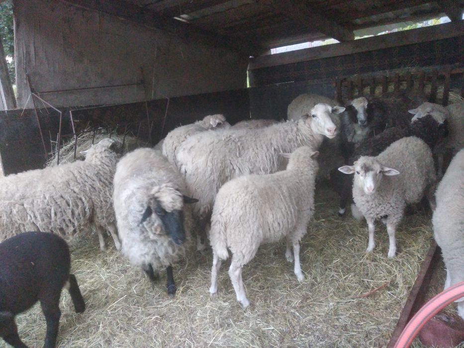 Продам баранов живым весом цена за 1кг