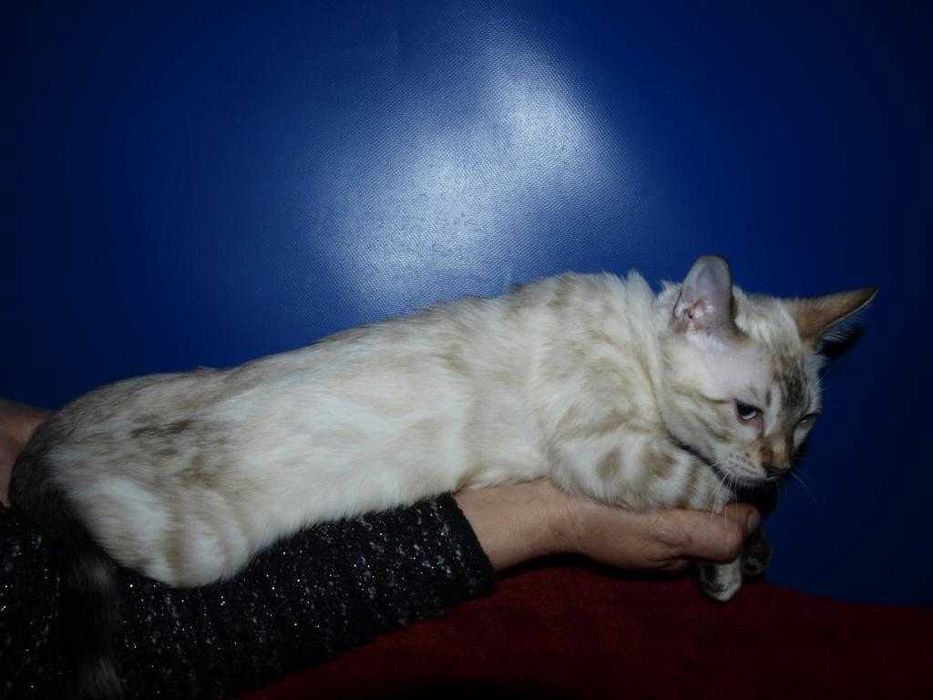 Распродажа. Девочка голубоглазая. Документы.