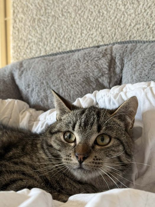 Cudowny Joko szuka domu