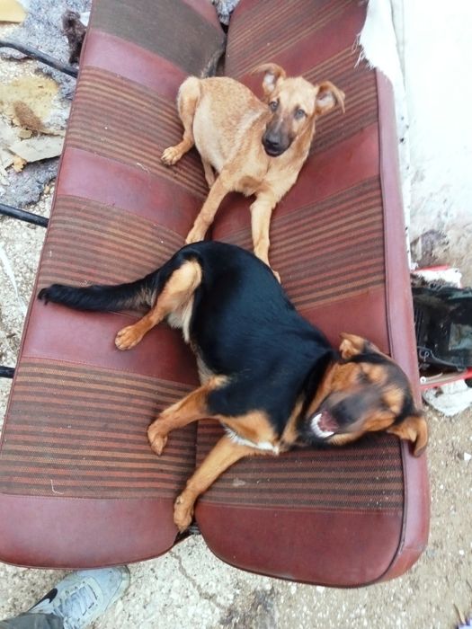 Cães para dar porte médio