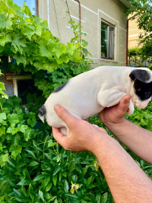 Французький бульдог