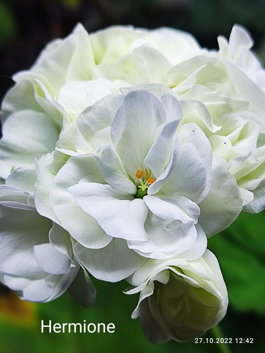 Пеларгонія сортова,  калачик