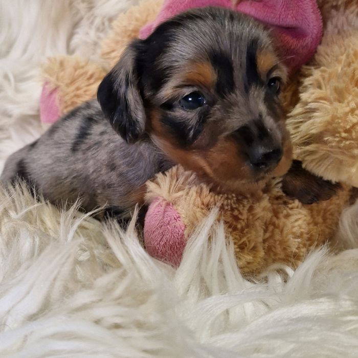 **HEIDY**jamnik miniaturowy sunia  blue merle krótkowłosa