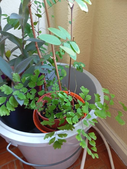 Plantas naturais 3 a 6 euros