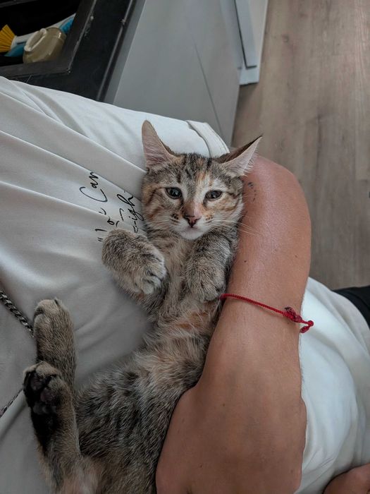 Gatinha bebé Aurora