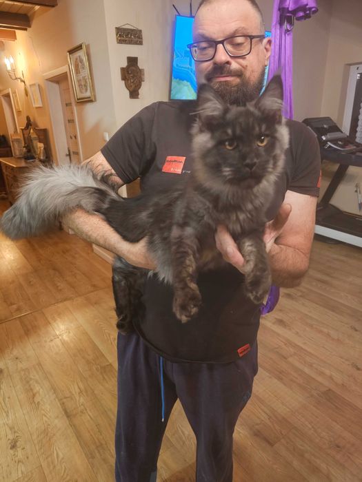Maine Coon Kocurek do hodowli .FPL/FIFE
