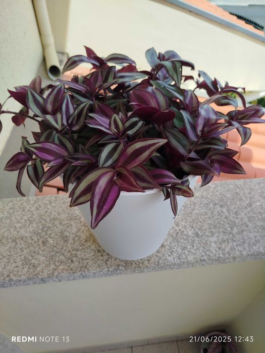 Vaso com trandescantia Zenebris