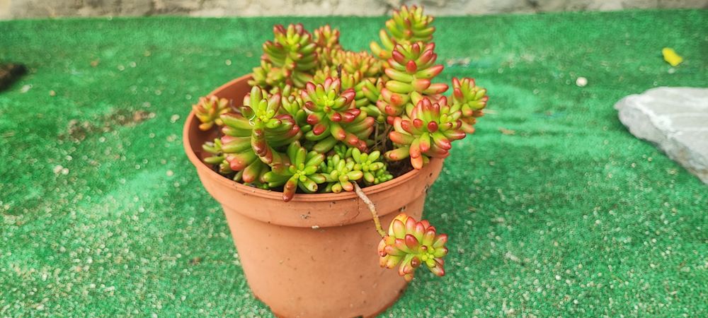 Planta suculenta