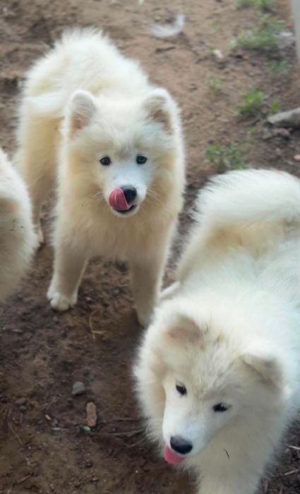 Suczka Samoyed samojed Zapraszamy