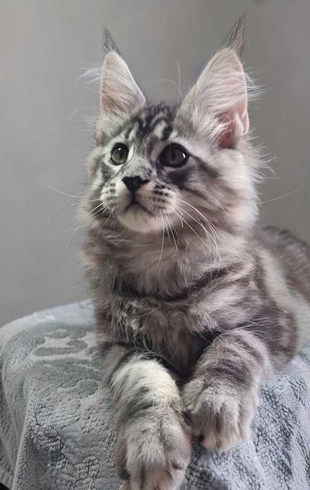 Gatinho Maine Coon