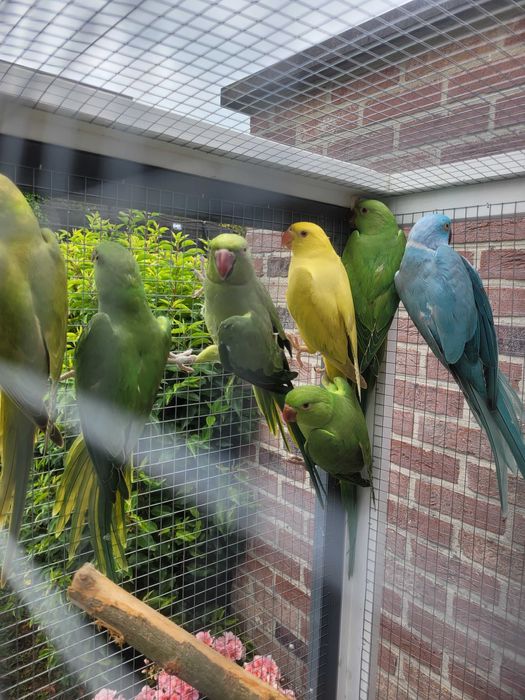 Papugi Aleksandretty obrożne