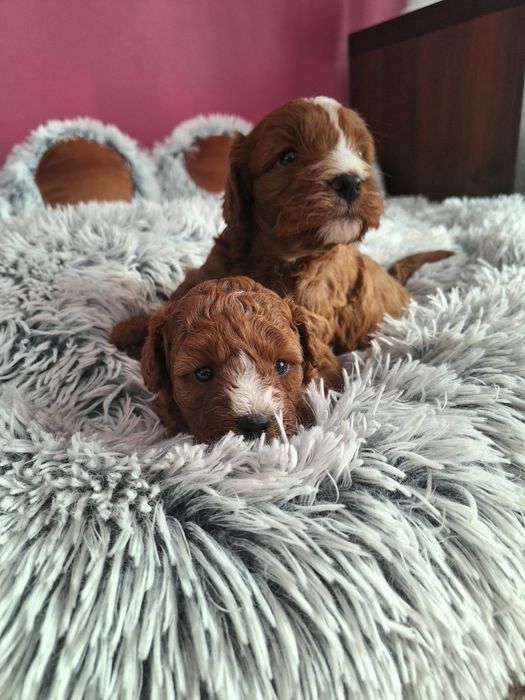 Cavapoo dziewczynka