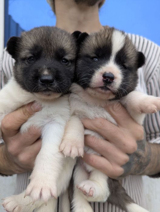 Чудовий хлопчик- продам