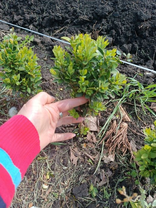 Самшит вкорінені черенки від 10грн шт