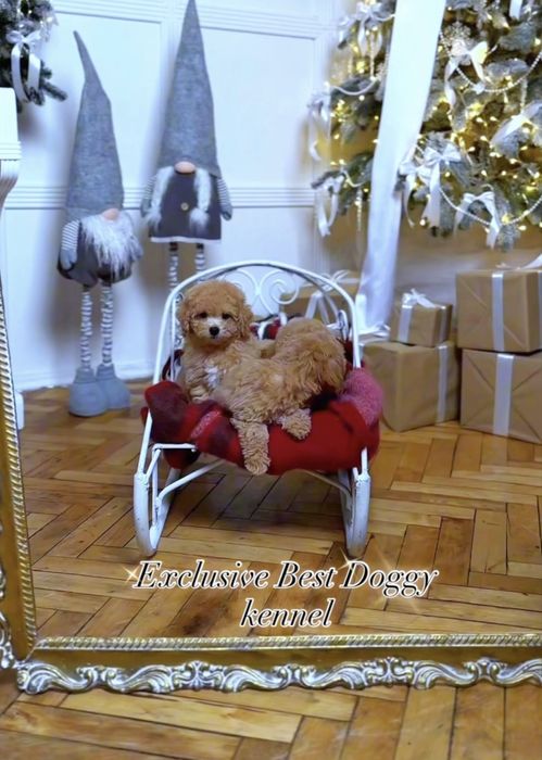 SUPER VIP яркие кукольные щенки мальтипу. Мальтипу. Щенок