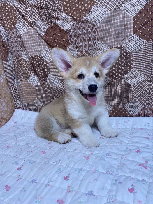 Мальчики Вельш-корги пемброк