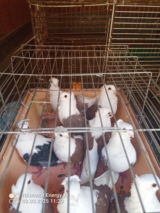 Sprzedam gołębie mewki Krymki winerki kingi rzeszowskie i mulemansy it