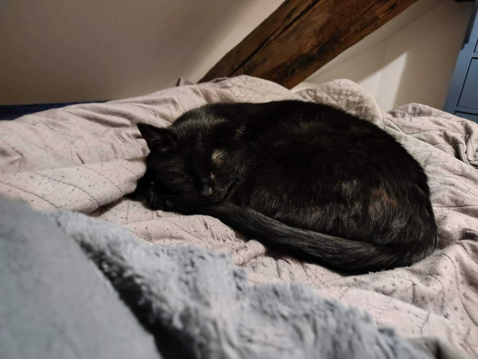 Cudowna czarna kotka do adopcji