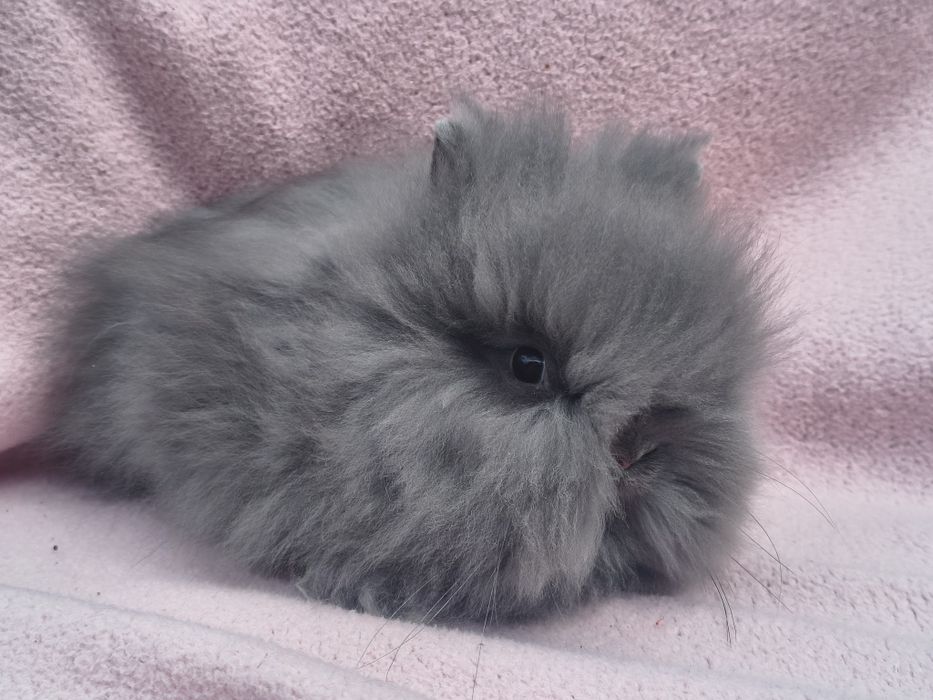 Karzełki Teddy puszyste kuleczki / długowłosy / miniaturka