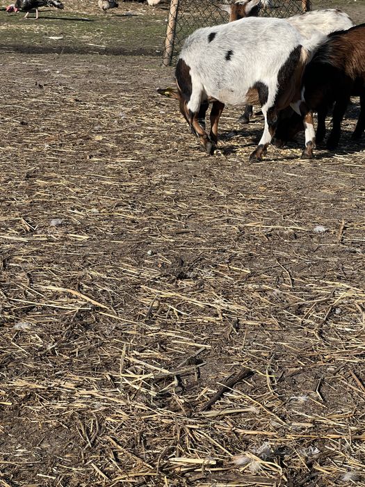Cabras anas pequenas e adultas