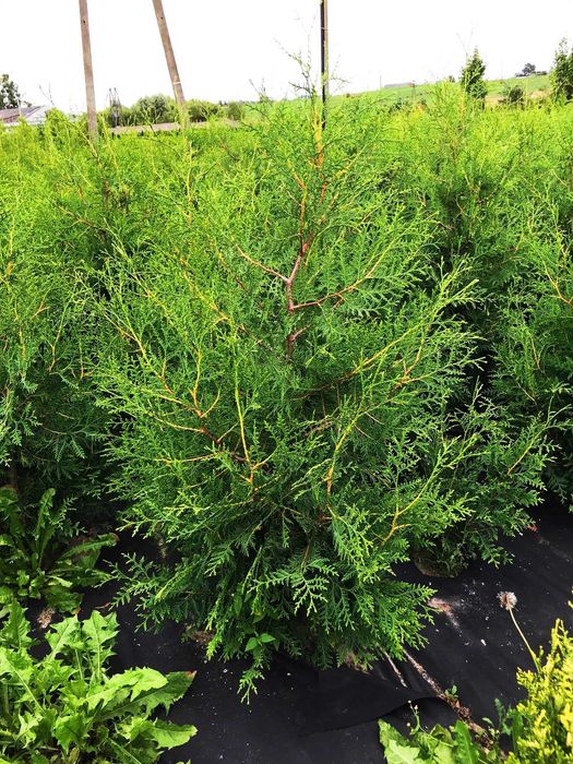 WIOSENNA PROMOCJA !! Tuja Tuje Brabant 140-150 cm Sadzenie