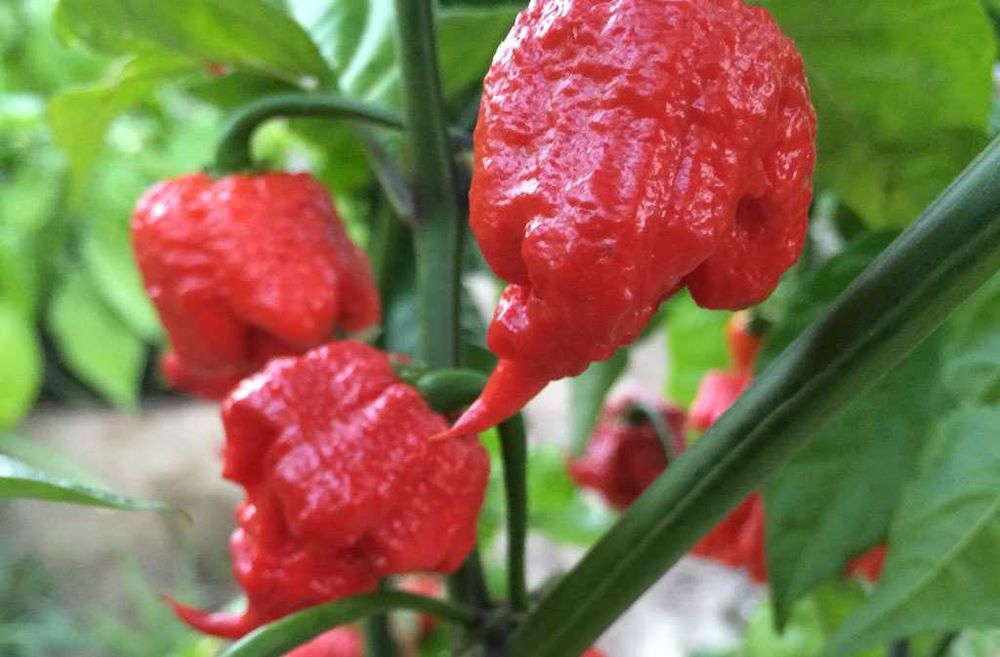 6 Sementes Pimenta Carolina Reaper Red