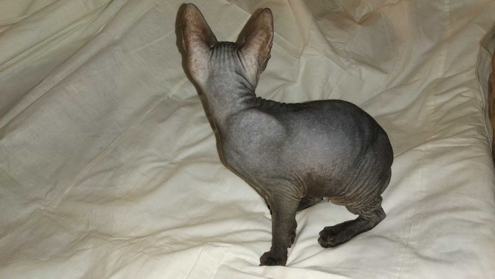 Кошеня (кішка) донського сфінкса • Котенок донского сфинкса • Sphynx