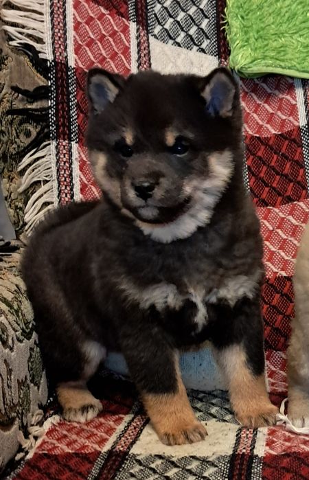Shiba inu piesek