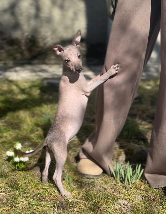 Nagi pies meksykański średni (Xoloitzcuintle)
