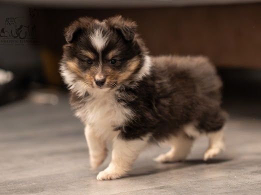 Owczarek Szetlandzki - Sheltie