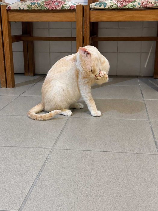 CASTRADO | Gato Juvenil para Adoção Responsável | Negativo a FIV e a FELV