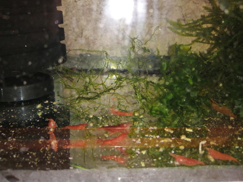 Krewetki sakury red