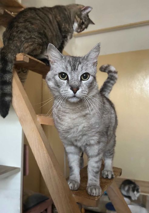 Dostojny kot ANTOŚ prosi o fajny dom dla siebie