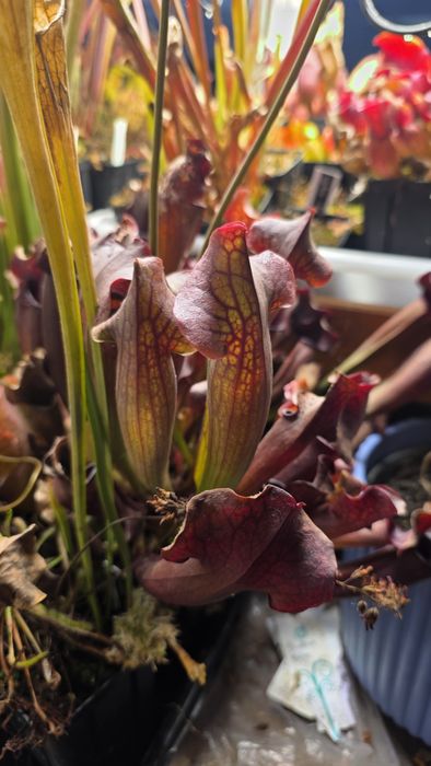 Planta carnívora