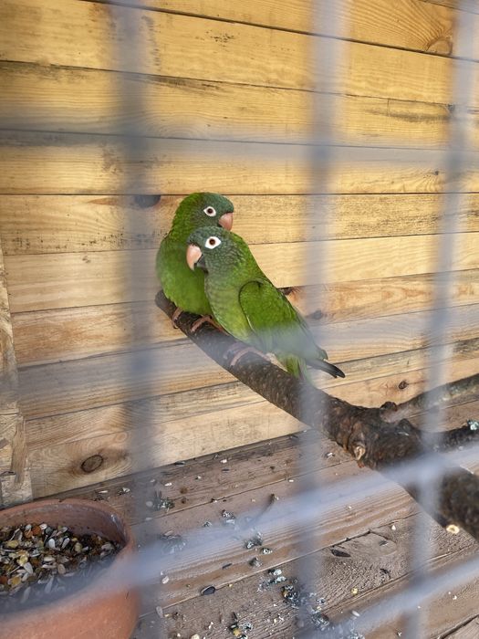 Casal reprodutor conures cabeca azul