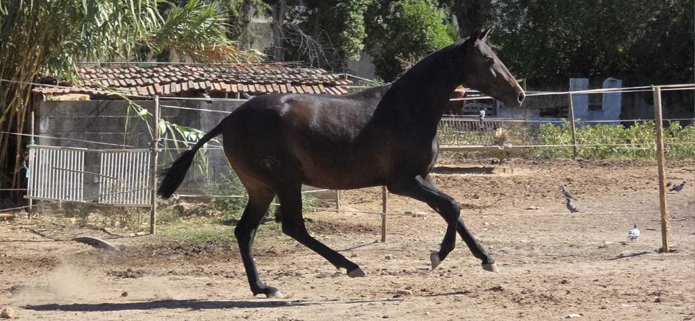 Poldra Lusitana com 3 anos