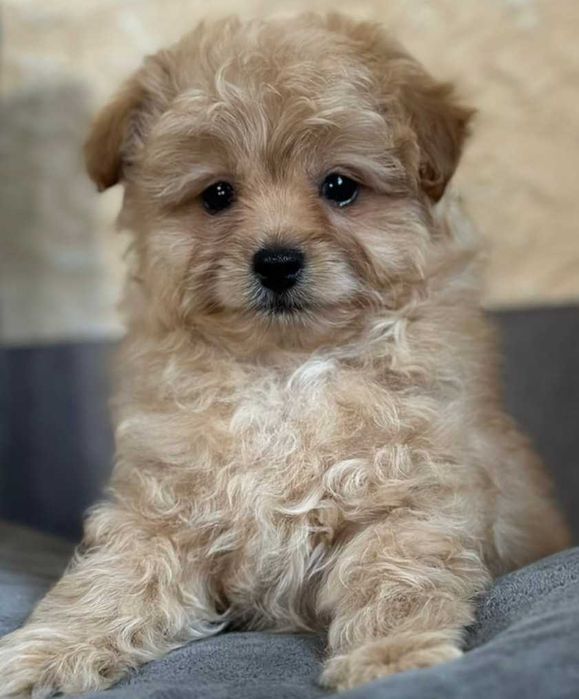 Нежно - карамельный мини мальчик мальтипу.