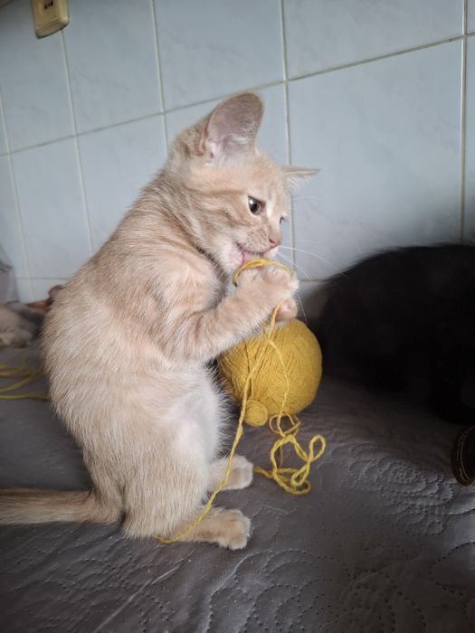 Кошенята грайливі дуже гарні
