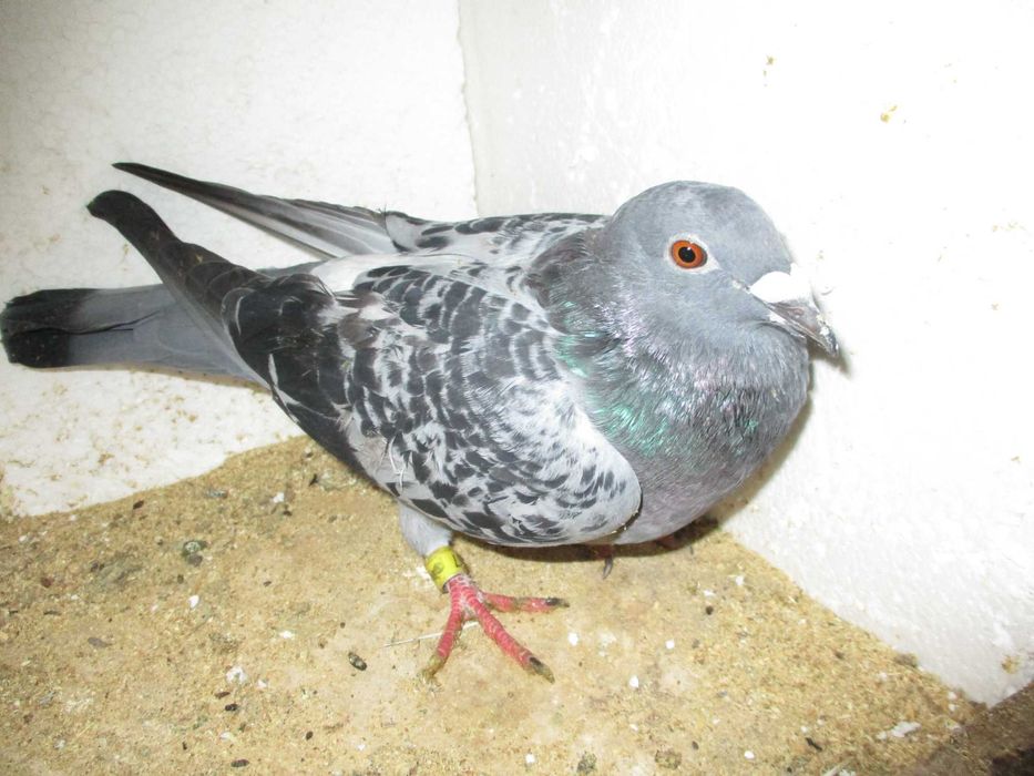 Gołębie Pocztowe Zagraniczne.