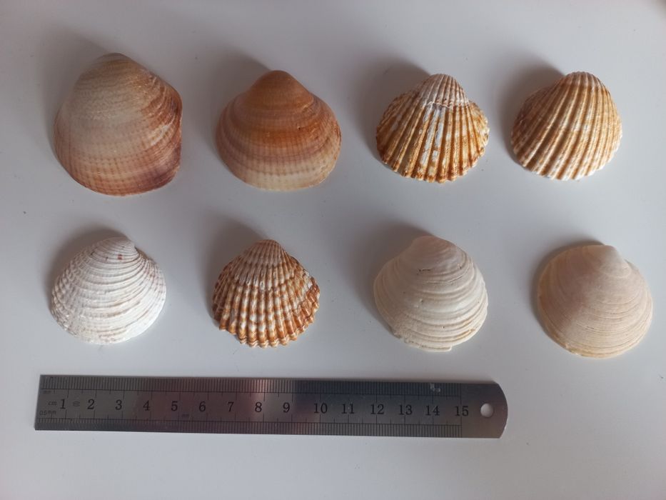 Conchas para aquário