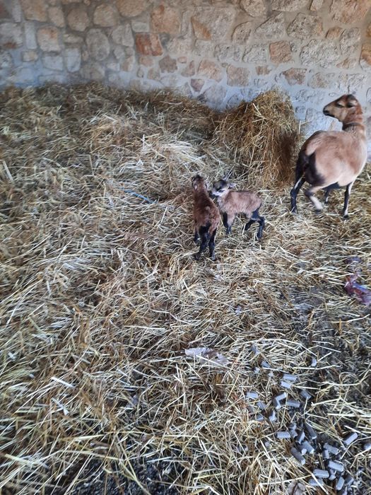 Ovelhas ponte de lima